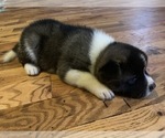 Small Photo #5 Akita Puppy For Sale in UNION CITY, GA, USA