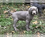 Small Photo #4 Weimaraner Puppy For Sale in HEMLOCK, MI, USA