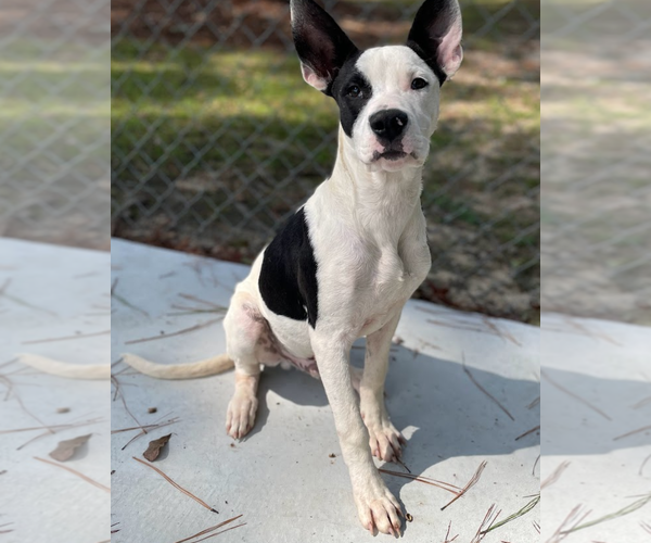 Medium Photo #15 Bullypit Puppy For Sale in Oakhurst, NJ, USA