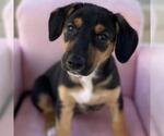 Small #2 Labrador Retriever Mix