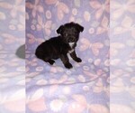 Small #9 YorkiePoo