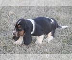 Small #12 Basset Hound