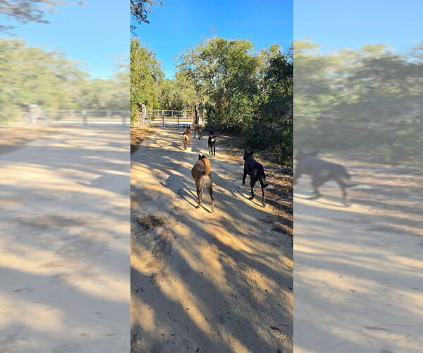 Medium Photo #6 Mutt Puppy For Sale in Imlay City, MI, USA