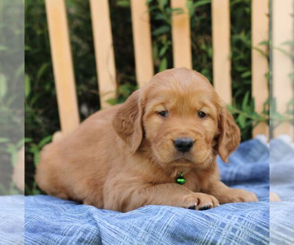 Medium Photo #4 Golden Irish Puppy For Sale in BLAIN, PA, USA