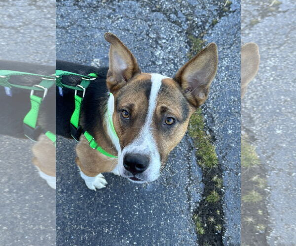 Medium Photo #4 Mutt Puppy For Sale in Plainfield, IL, USA