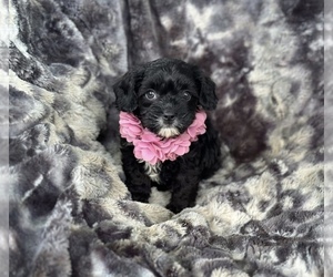 Cavapoo Puppy for sale in CAMPBELLSVILLE, KY, USA