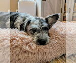 Small #2 Mutt