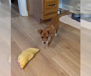 Taquito - Male Rat-Cha Dog for Adoption - Photo #3