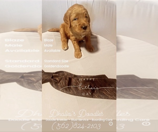 Medium Photo #4 Goldendoodle Puppy For Sale in BREA, CA, USA