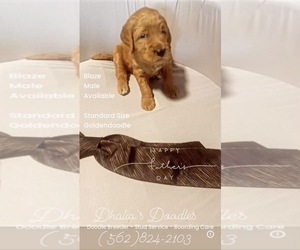 Medium Goldendoodle