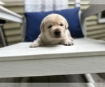 Puppy Puppy 3 Labrador Retriever