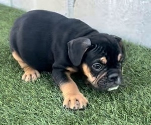 English Bulldog Puppy for sale in TUCSON, AZ, USA