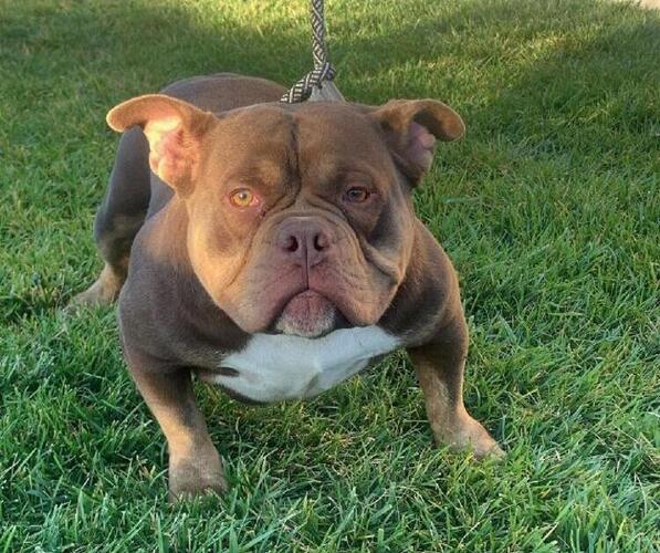 Medium Photo #1 American Bully Puppy For Sale in MENIFEE, CA, USA