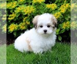Small Photo #1 Mal-Shi Puppy For Sale in QUARRYVILLE, PA, USA