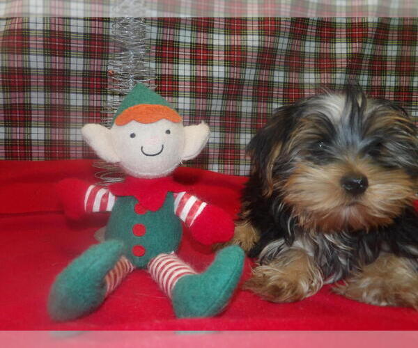 Medium Photo #2 Yorkshire Terrier Puppy For Sale in PATERSON, NJ, USA