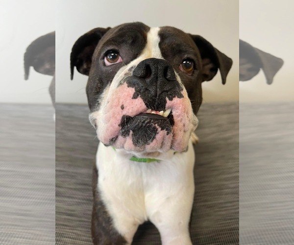 Medium Photo #1 Boxer Puppy For Sale in Burnsville, MN, USA