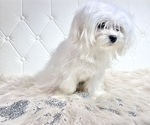 Small Photo #24 Maltese Puppy For Sale in HAYWARD, CA, USA