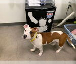 Small American Pit Bull Terrier