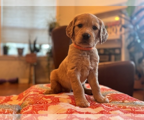 Medium Photo #1 Golden Retriever Puppy For Sale in CINCINNATI, OH, USA