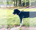 Small #1 Mutt