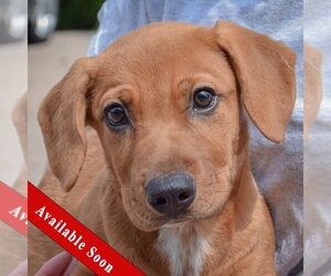 Bassetdor Dogs for adoption in Huntley, IL, USA