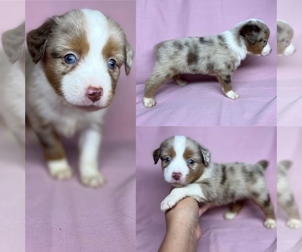 Medium Photo #4 Miniature Australian Shepherd Puppy For Sale in BROOKER, FL, USA