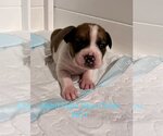 Small #1 American Pit Bull Terrier-Bulldog Mix