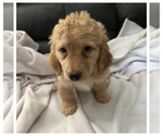 Puppy Puppy 3gold Goldendoodle (Miniature)