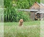 Small #4 Golden Retriever