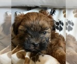 Small #4 Shih-Poo