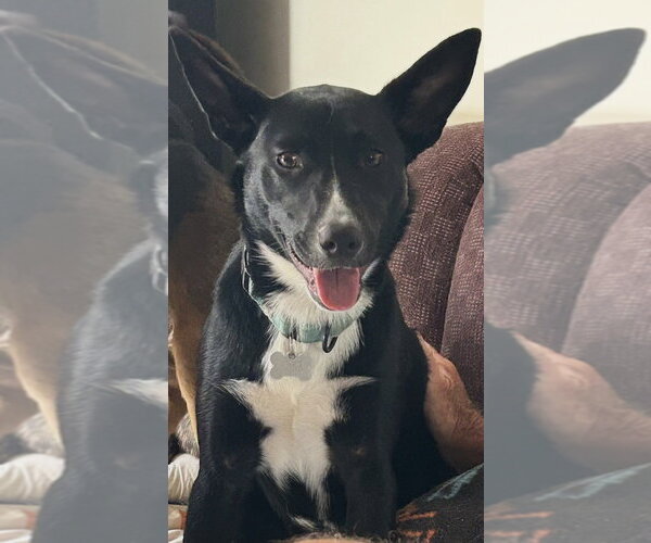 Medium Photo #2 Border Collie-Unknown Mix Puppy For Sale in Boston, MA, USA