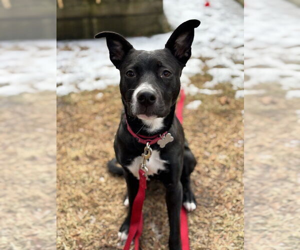 Medium Photo #9 Mutt Puppy For Sale in Boston, MA, USA