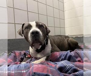 American Staffordshire Terrier Dogs for adoption in San Antonio, TX, USA