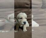 Small Photo #7 Golden Retriever Puppy For Sale in DAVENPORT, FL, USA