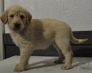 Labradoodle Puppy for sale in ATWOOD, IL, USA