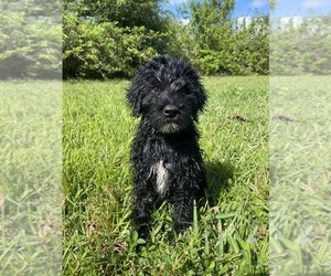 Portuguese Water Dog Puppy for sale in NORTH FORT MYERS, FL, USA
