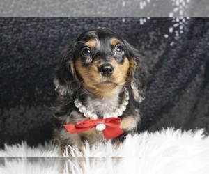 Dachshund Puppy for sale in WARSAW, IN, USA