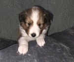 Puppy Puppy 7 Shetland Sheepdog