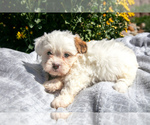 Puppy Bliss Zuchon