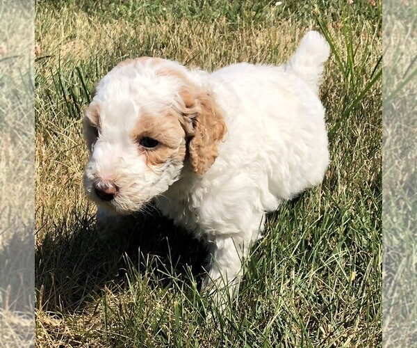 Medium Photo #8 Poodle (Standard) Puppy For Sale in WAYLAND, IA, USA