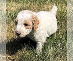 Small Photo #8 Poodle (Standard) Puppy For Sale in WAYLAND, IA, USA