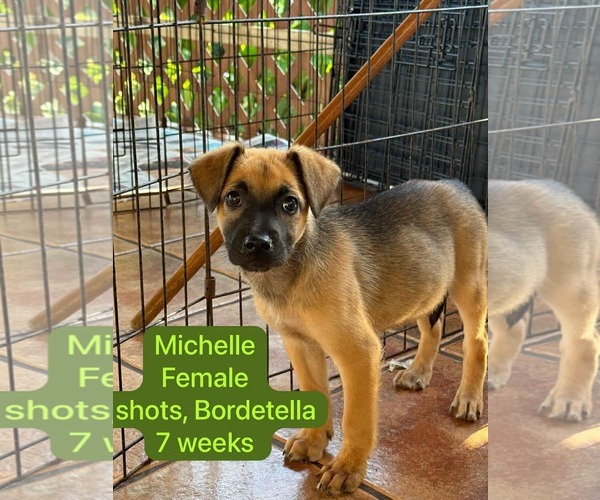 Medium Photo #1 Mutt Puppy For Sale in Virginia Beach, VA, USA