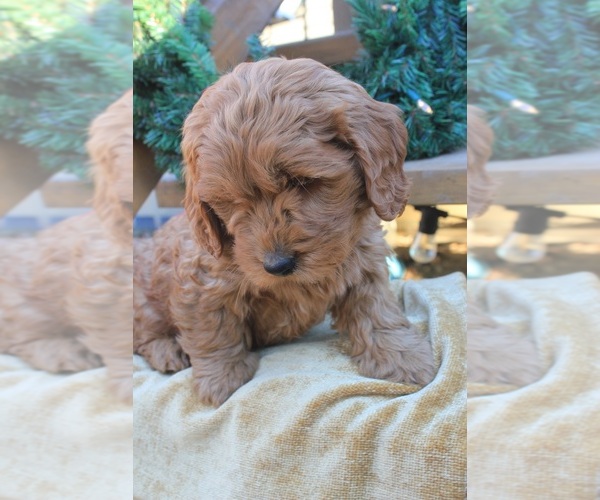 Medium Photo #3 Goldendoodle Puppy For Sale in CAPON BRIDGE, WV, USA
