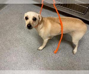 Chihuahua Dogs for adoption in Orange, CA, USA