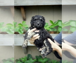 Small Photo #1 Goldendoodle Puppy For Sale in LAKEWOOD, WA, USA
