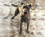 Small #2 Catahoula Leopard Dog-Mountain Cur Mix