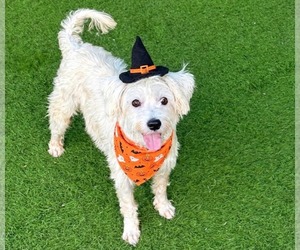 Mutt Dogs for adoption in Phoenix, AZ, USA