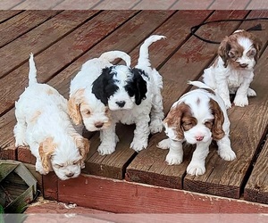Cockapoo Puppy for sale in GARDEN CITY, MO, USA