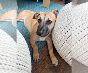 Mutt Dogs for adoption in Derwood, MD, USA
