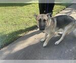 Small German Shepherd Dog